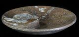 Fossil Orthoceras & Goniatite Plate - Stoneware #62468-1